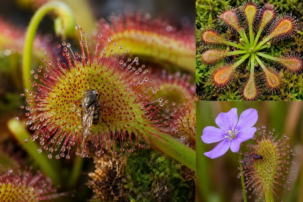 食虫植物とは?その特徴と5つの捕虫タイプをわかりやすく紹介 1